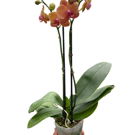 Orchid 'Orange Phalaenopsis' indoor house plant