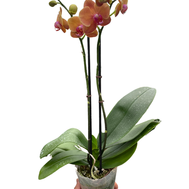 Orchid 'Orange Phalaenopsis' indoor house plant