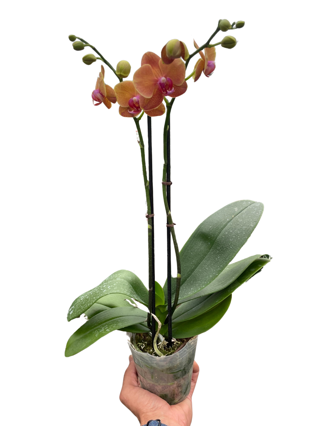 Orchid 'Orange Phalaenopsis' indoor house plant