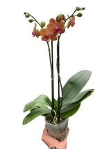 Orchid 'Orange Phalaenopsis' indoor house plant