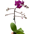 Orchid 'Purple Fucshia Phalaenopsis' indoor house plant