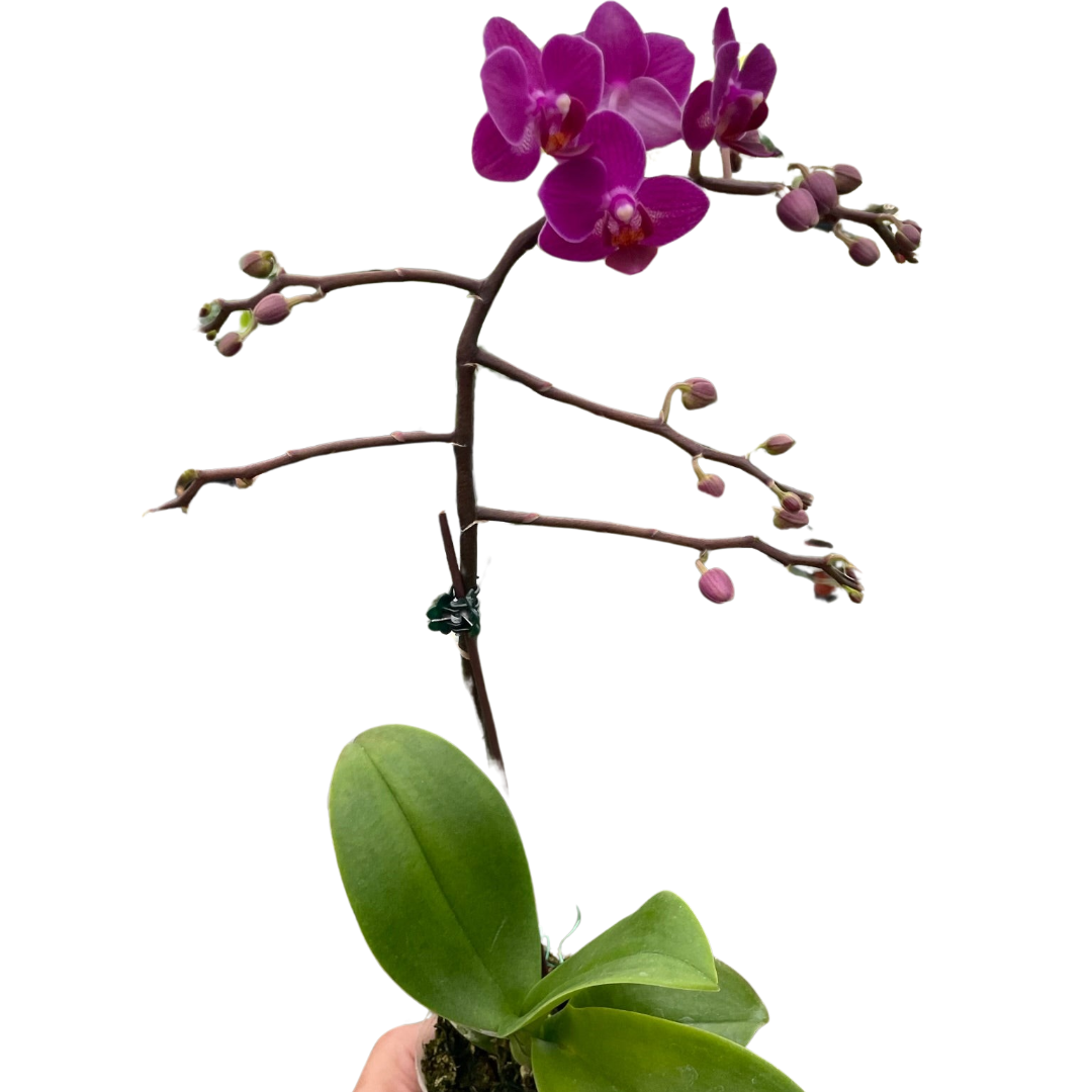 Orchid 'Purple Fucshia Phalaenopsis' indoor house plant