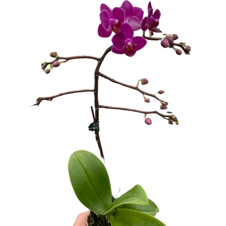 Orchid 'Purple Fucshia Phalaenopsis' indoor house plant