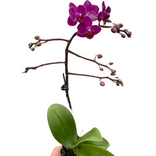 Orchid 'Purple Fucshia Phalaenopsis' indoor house plant