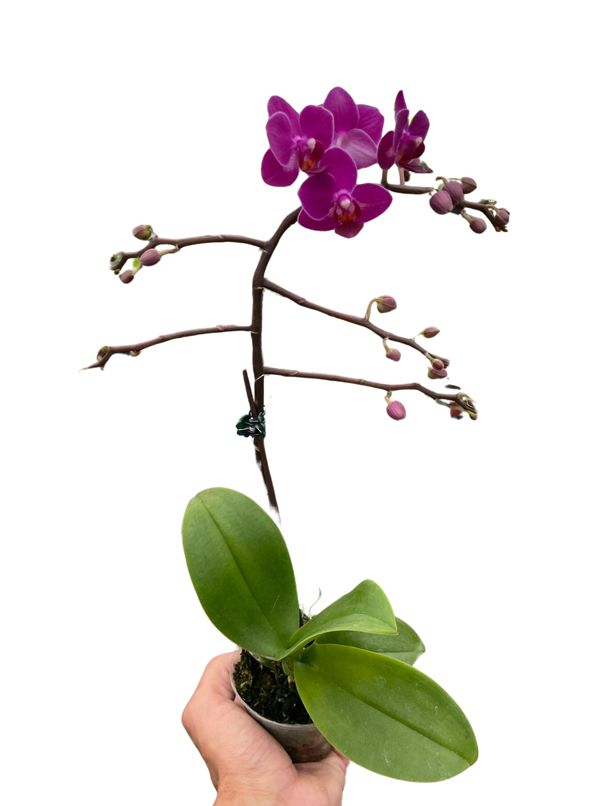 Orchid 'Purple Fucshia Phalaenopsis' indoor house plant