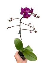 Orchid 'Purple Fucshia Phalaenopsis' indoor house plant