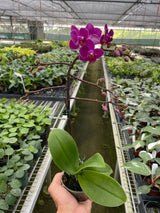 Orchid 'Purple Fucshia Phalaenopsis' indoor house plant