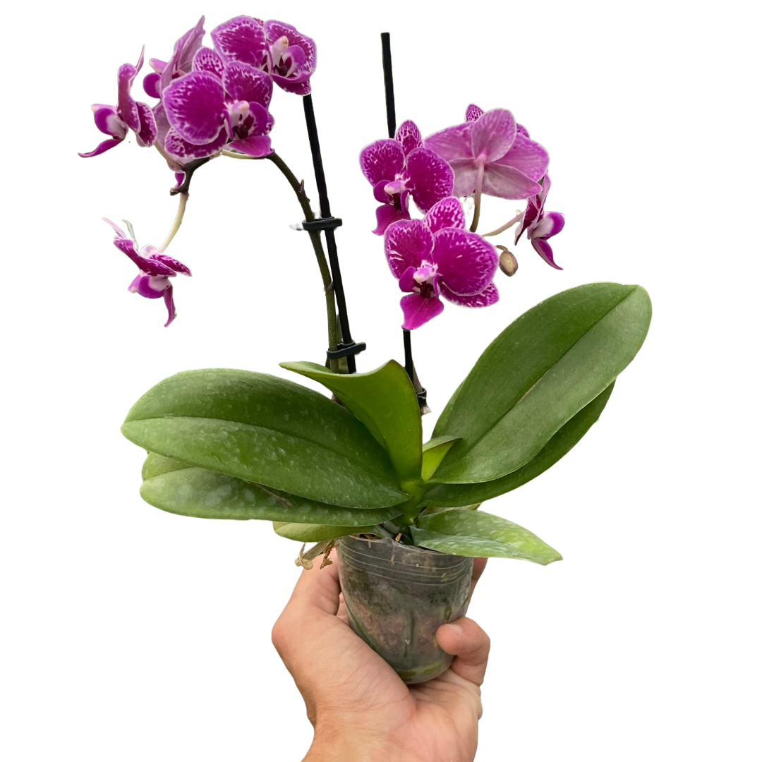 Orchid 'Purple Spotted Phalaenopsis' indoor house plant