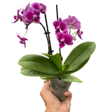 Orchid 'Purple Spotted Phalaenopsis' indoor house plant