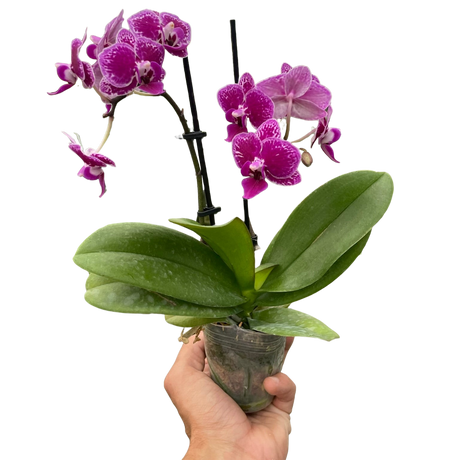 Orchid 'Purple Spotted Phalaenopsis' indoor house plant