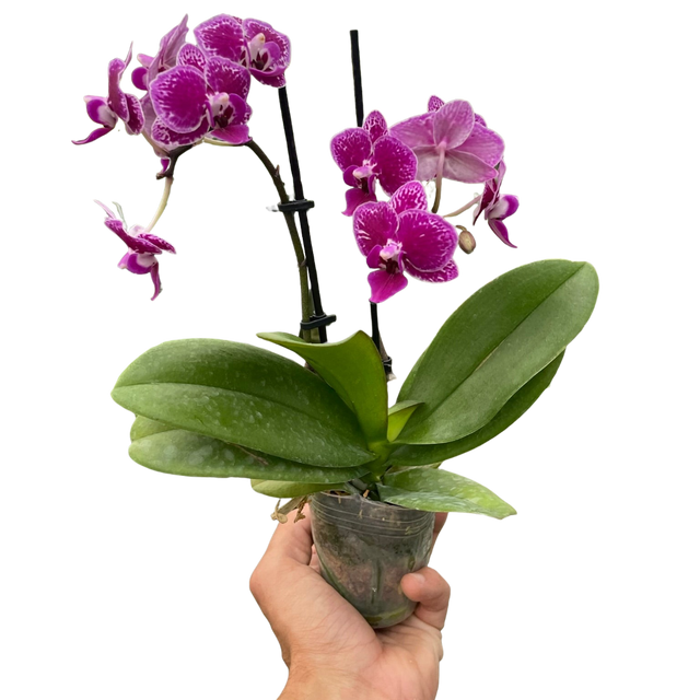 Orchid 'Purple Spotted Phalaenopsis' indoor house plant