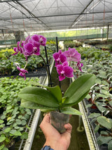 Orchid 'Purple Spotted Phalaenopsis' indoor house plant