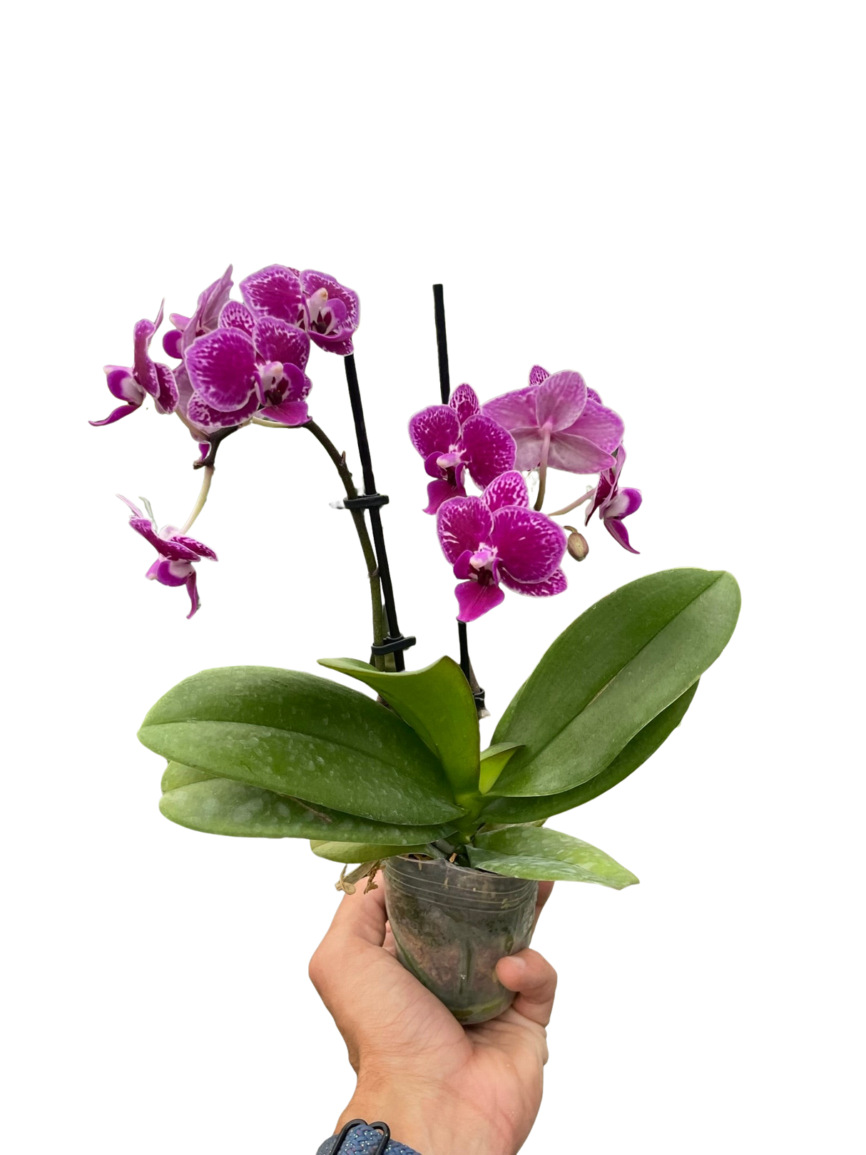 Orchid 'Purple Spotted Phalaenopsis' indoor house plant