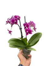 Orchid 'Purple Spotted Phalaenopsis' indoor house plant