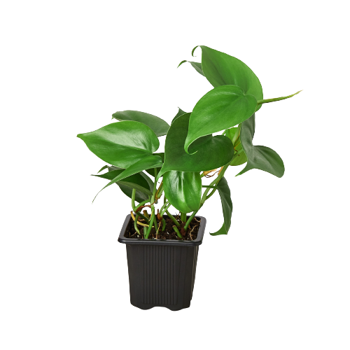 Philodendron Cordatum Heartleaf indoor houseplant