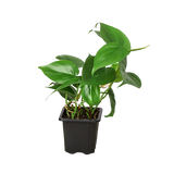 Philodendron Cordatum Heartleaf indoor houseplant