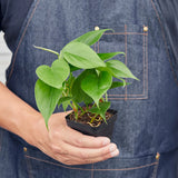 Philodendron Cordatum Heartleaf indoor houseplant
