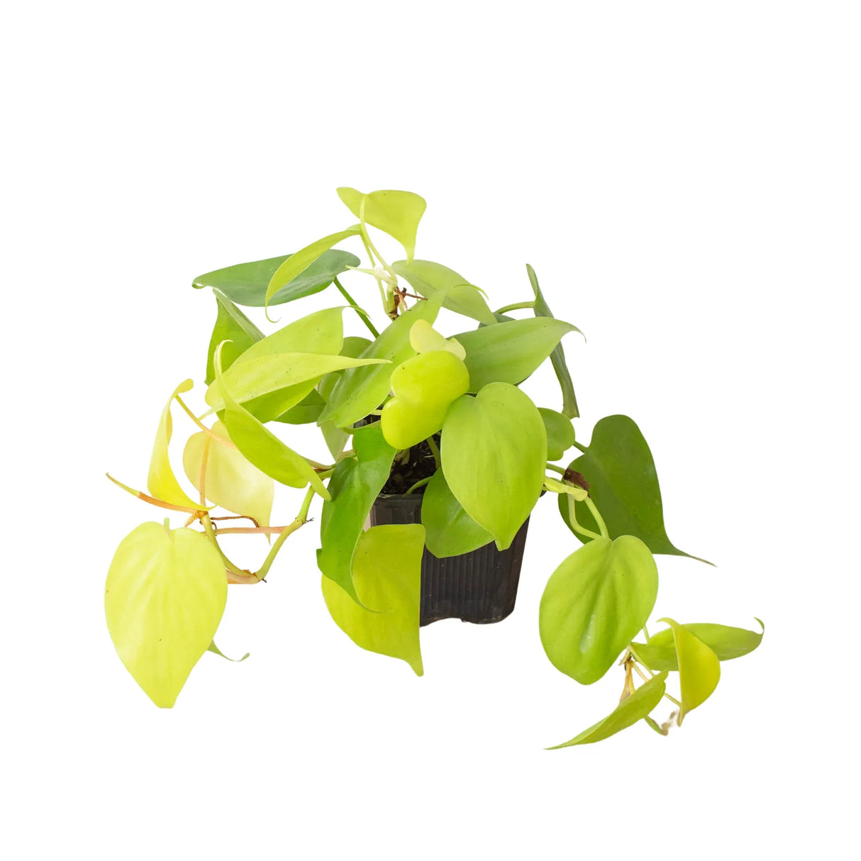 Philodendron 'Neon' indoor houseplant