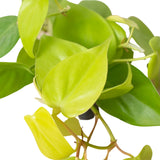 Philodendron 'Neon' indoor houseplant