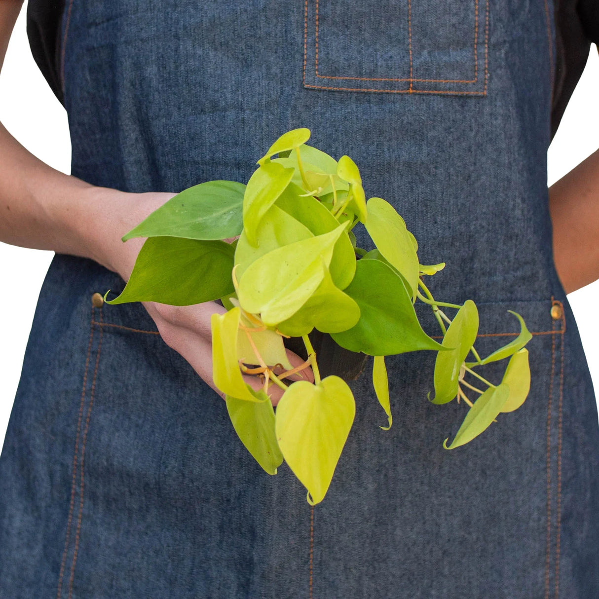 Philodendron 'Neon' indoor houseplant