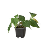 Philodendron 'Velvet' indoor houseplant