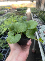 Pilea 'Crinkle' indoor hosueplant