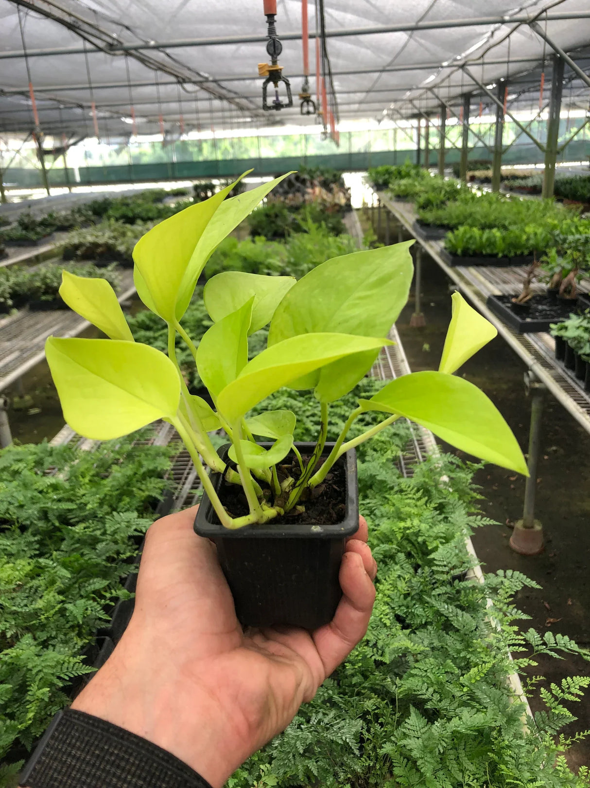 Pothos 'Neon' indoor houseplant