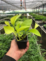 Pothos 'Neon' indoor houseplant