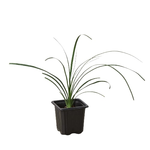 Palm Ponytail indoor house plant