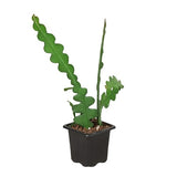 Epiphyllum 'Ric Rac' Cactus indoor house plant