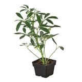 Schefflera Moonlight 'Umbrella Plant' indoor houseplant