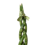 Snake Plant Braided indoor houseplant