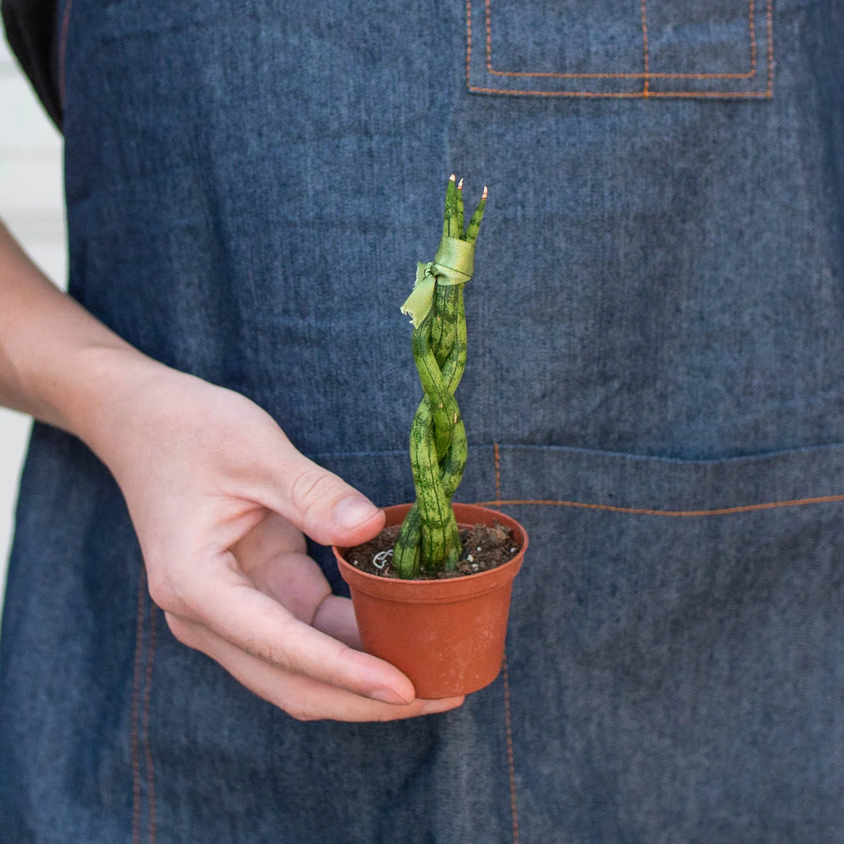 Snake Plant Braided indoor houseplant