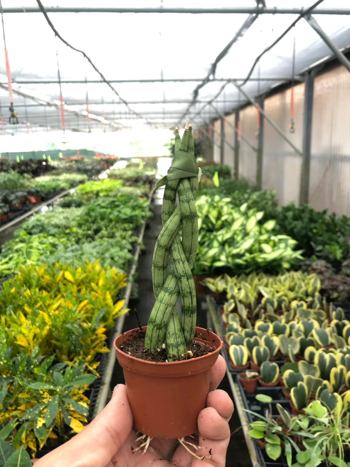 Snake Plant Braided indoor houseplant