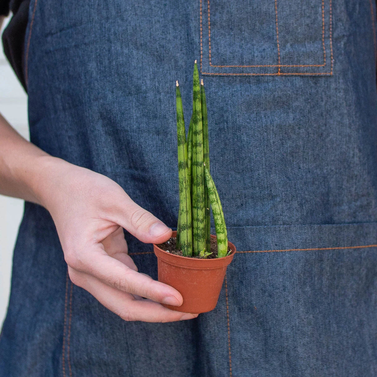 Snake Plant Cylindrica indoor houseplant