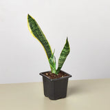 Snake Plant Laurentii indoor houseplant