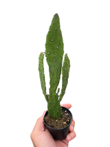 Drooping Prickly Pear Cactus