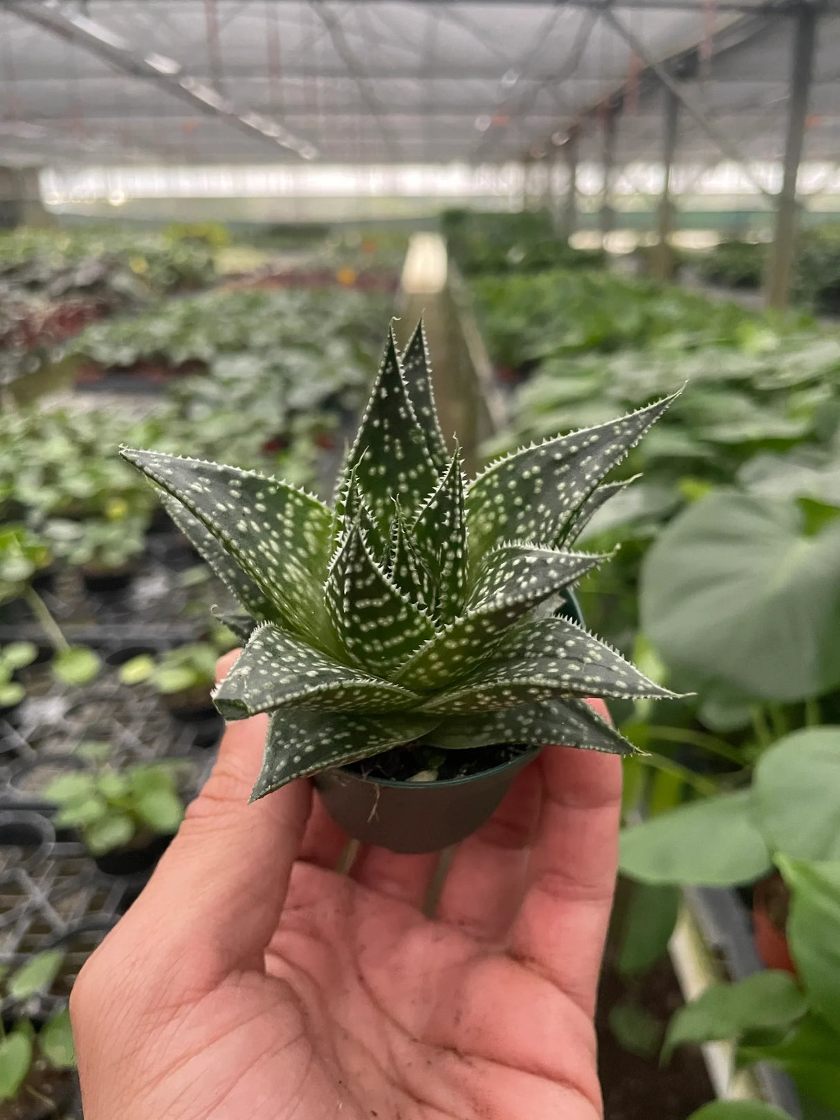 Succulent Gasteria Durban indoor houseplant