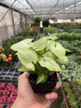 Syngonium 'Moonshine' indoor houseplant