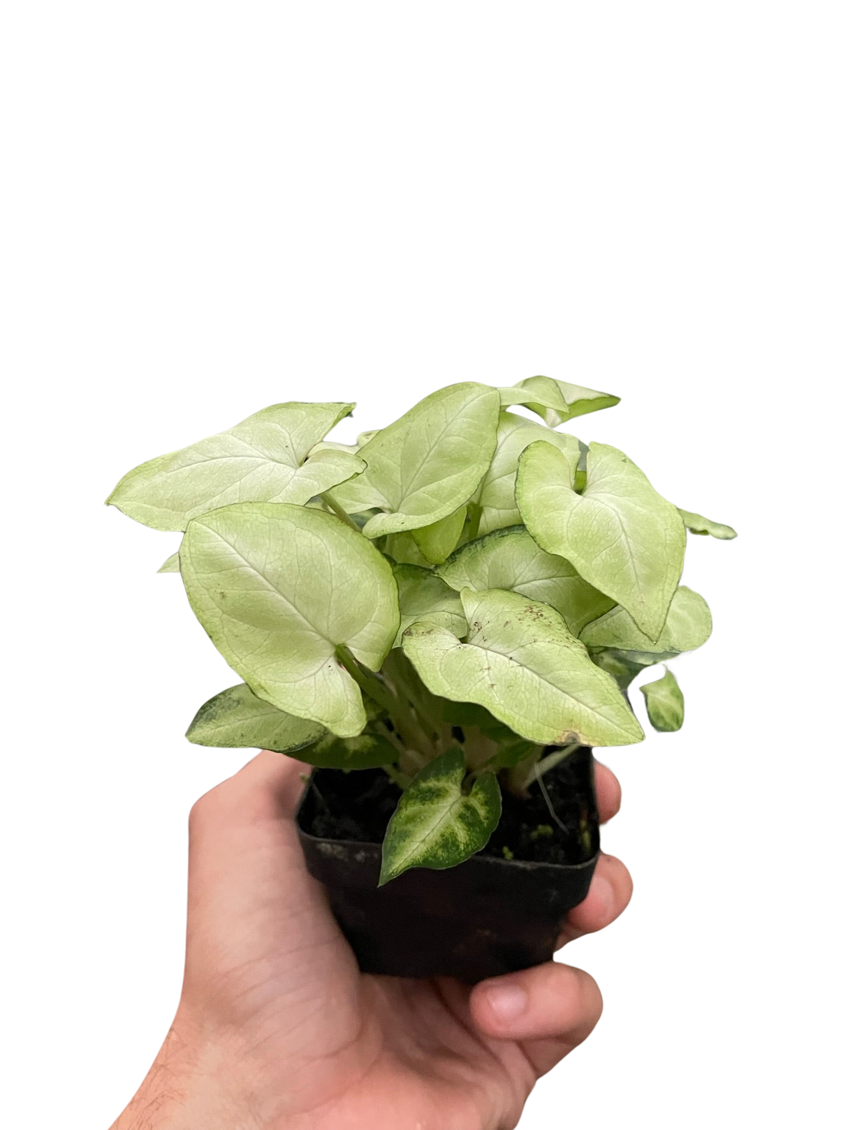 Syngonium 'Moonshine' indoor houseplant