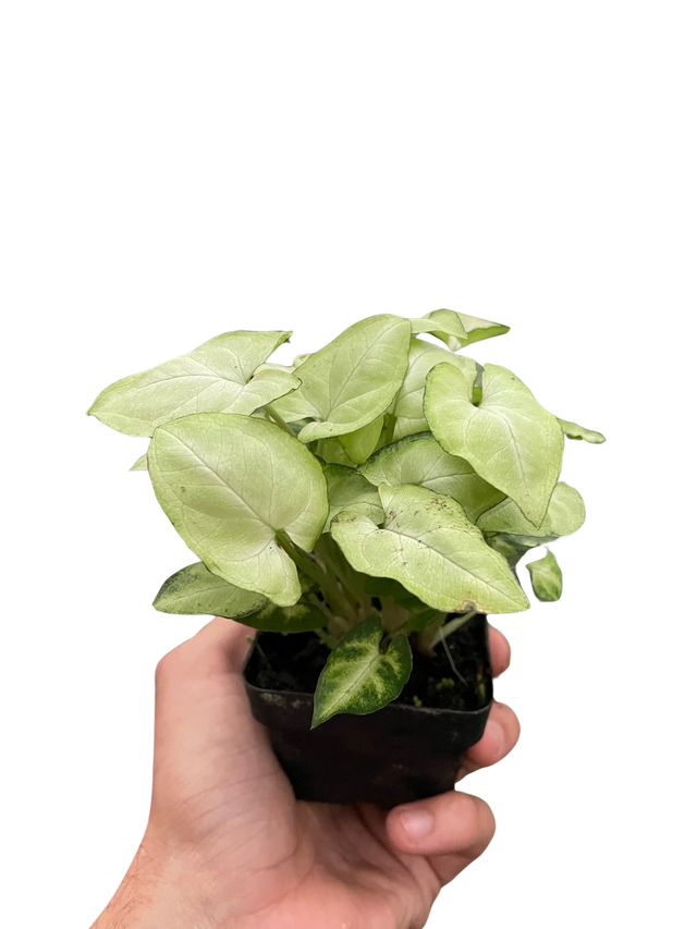 Syngonium 'Moonshine' indoor houseplant