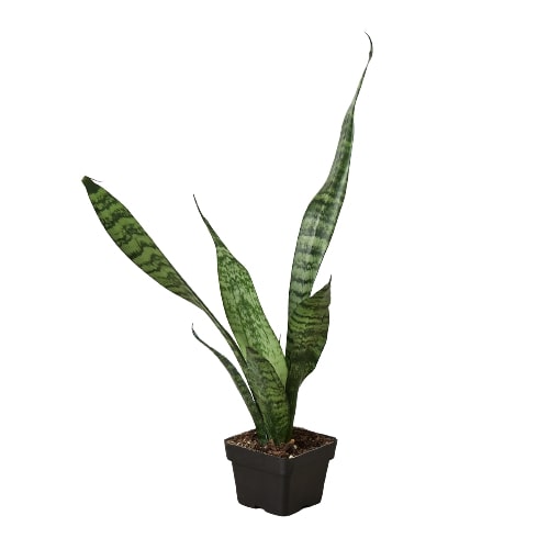 Snake Plant 'Zeylanica' indoor houseplant