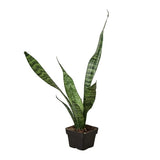 Snake Plant 'Zeylanica' indoor houseplant