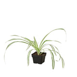 Spider Plant Reverse indoor houseplant