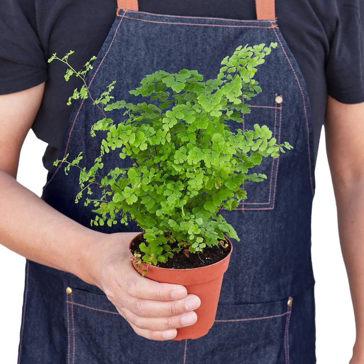 Maidenhair Fern indoor house plant