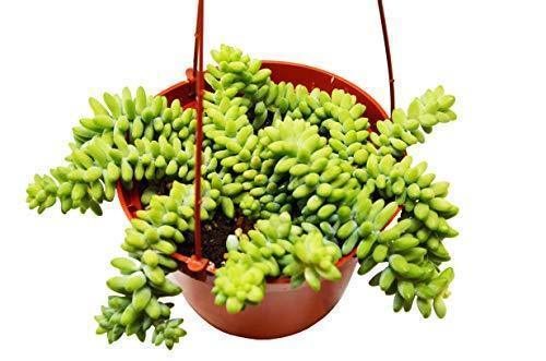 Sedum 'White Stone Crop' Succulent indoor houseplant