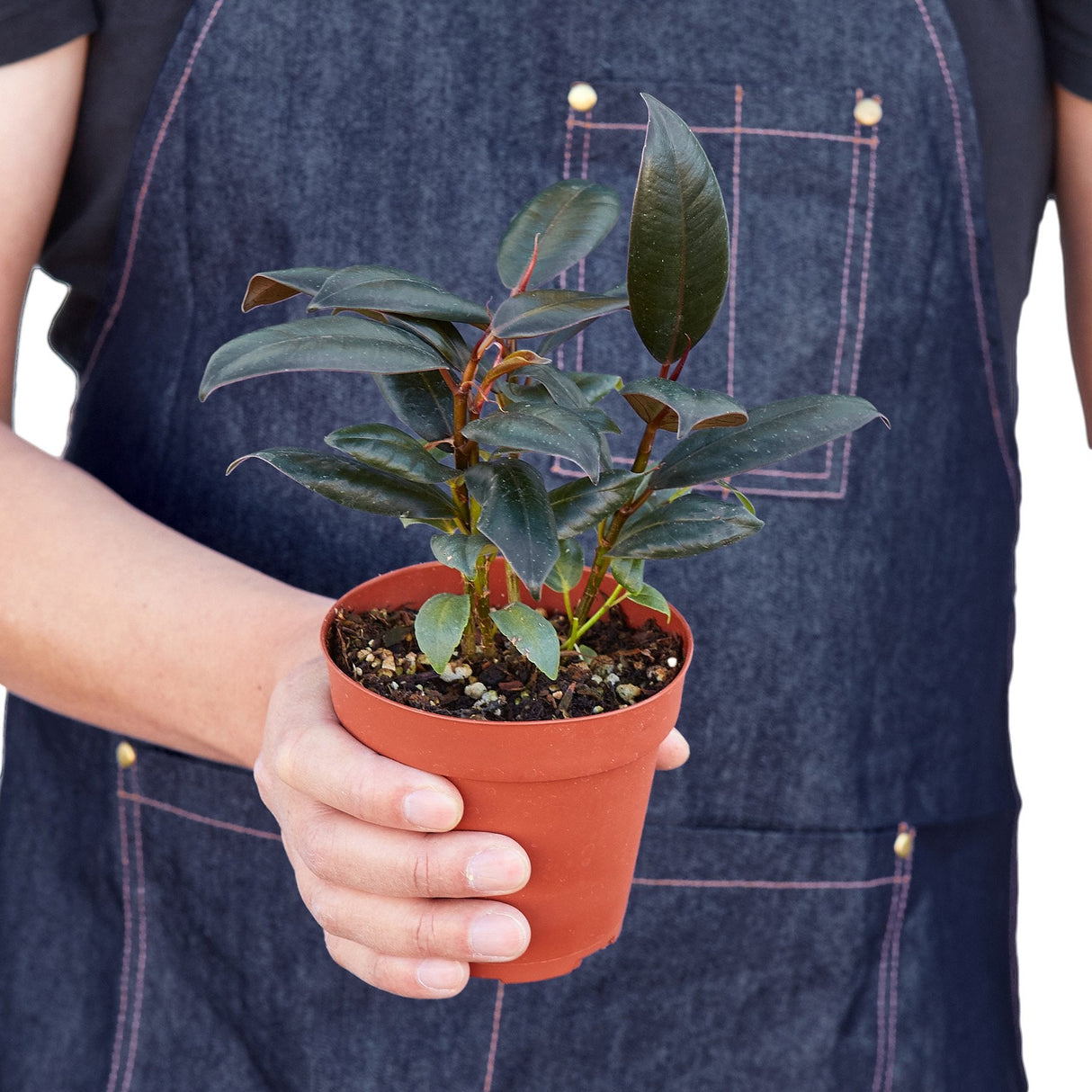 Ficus Elastica 'Burgundy' indoor house plant