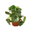 Peperomia Watermelon indoor houseplant