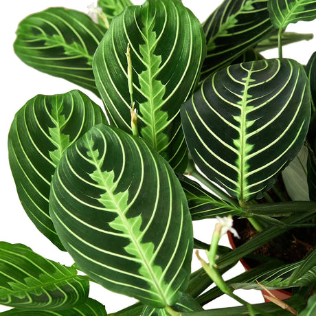 Maranta 'Lemon Lime' indoor house plant