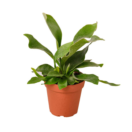 Staghorn Fern indoor houseplant